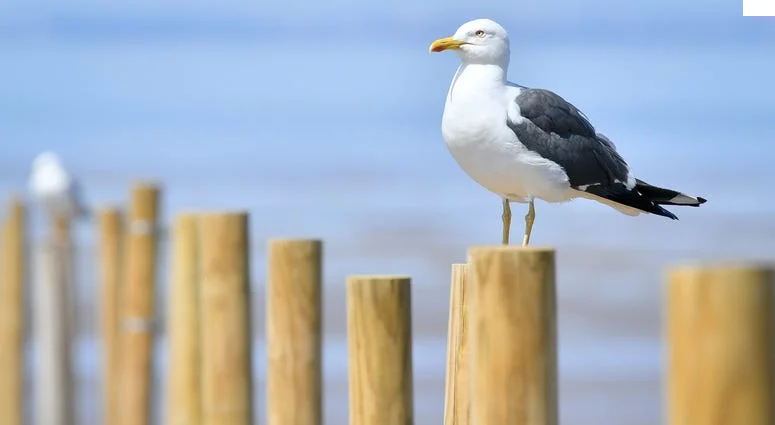seagull.webp