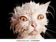 funny-wet-cat-during-bath-260nw-1924689809.webp
